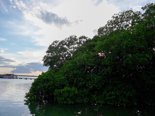 Fototapeta na wymiar view of the mangrove swamp