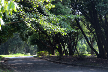 Fototapeta premium 夏の昼下がり、木陰に覆われた公園の遊歩道の風景