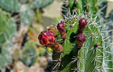 Red cactus buds on desert
