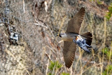 大きな鳩をつかんで悠然と飛ぶハヤブサ成鳥