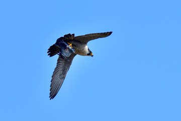 青空バックに大きな鳩をつかんで自慢気に飛ぶハヤブサ成鳥