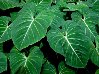 Tropical foliage (Philodendron gloriosum) © Wagner Campelo