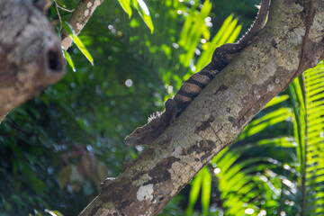 A Costa Rican iguana basks in the sun on the beach
