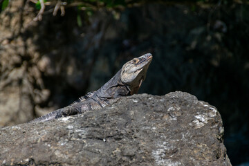 A Costa Rican iguana basks in the sun on the beach