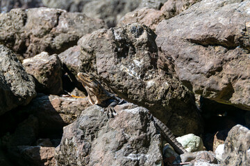 A Costa Rican iguana basks in the sun on the beach