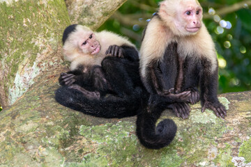 White-headed capuchin (white-faced capuchin) in Costa Rica