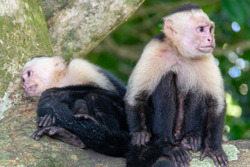 White-headed capuchin (white-faced capuchin) in Costa Rica