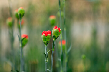 Carnations are in the greenhouse
