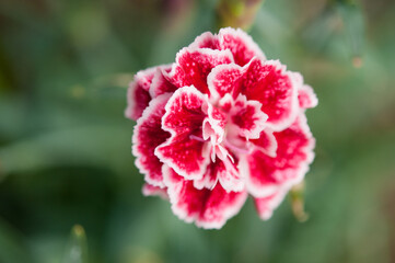 Fototapeta premium Carnation