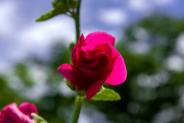 Beautiful flower hollyhock.rose mellow background blue sky.