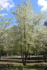 flowering Apple trees with green leaves on branches in the spring in the Park