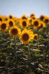 Sunflower field nature scene view. 