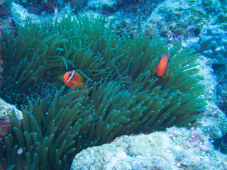 clownfish couple and sea anemone on a coral reef.  Ie Island, Okinawa, Japan