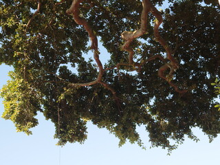 arbol antiguo 