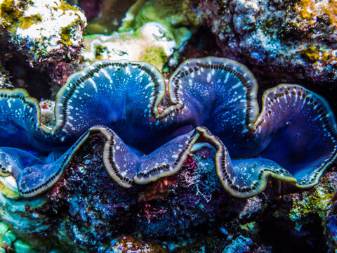 fluted giant clam shows it's a beautiful mantle. Science name: Tridacna squamosa Lamarck, 1819. Ie Island, Okinawa, Japan