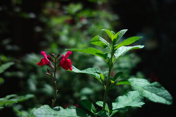 green and pink