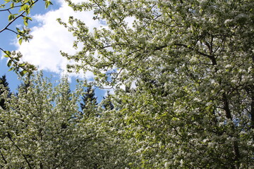 blooming Apple trees in the spring in the Park
