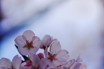過去る春を見送る桜