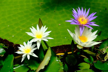 New Zealand Auckland - Domain Wintergardens purple and white Water Lily (Nymphaeaceae)