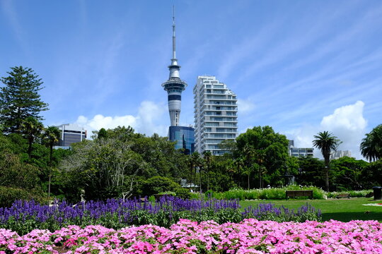 New Zealand Auckland - Sky Tower view from Albert Park