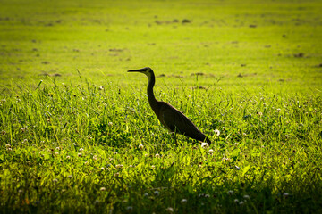 Beautiful heron bird walking in green grass