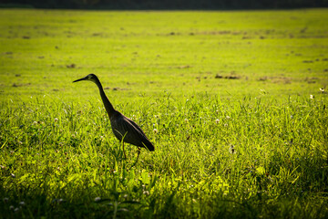 Beautiful heron bird walking in green grass