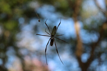 Spider in the middle of nature, digesting insect