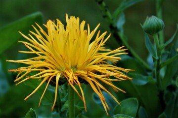 yellow dandelion flower