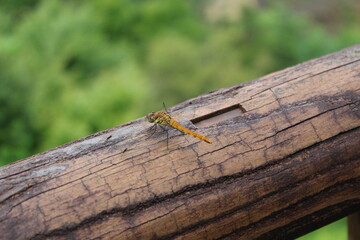 green waterfall landscape misty mountains Shima, Gunma, Japan