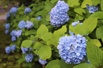 green waterfall landscape misty mountains Shima, Gunma, Japan