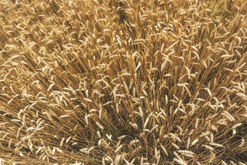 Wheat Barley field Ears close up of grain