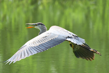 Closeup of Great Blue Heron taking off
