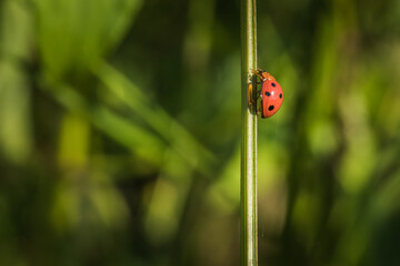 Ladybug creeping on plant stem