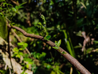 Azadirachta indica, commonly known as neem, is a tree in the mahogany family Meliaceae. It is one of two species in the genus Azadirachta, and is native to the Indian subcontinent.
