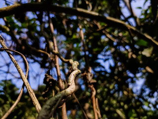This is a dry climbing plant macro low-angle shot in the daytime.