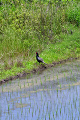 水田とキジ 雄