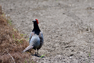 田んぼを歩くキジ 雄