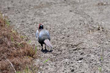 田んぼを歩くキジ 雄