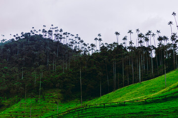 cocora valley