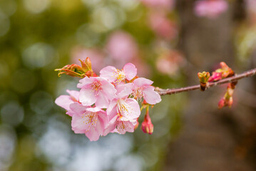 河津町の飯田勝美さんが小さな原木を偶然発見したことから広まったカワヅザクラ