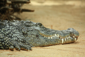 Krokodil im Kölner Zoo in Deutschland