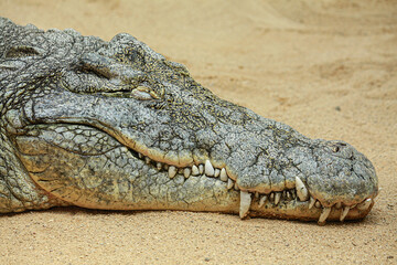 Krokodil im Kölner Zoo in Deutschland