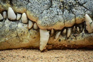 Krokodil im Kölner Zoo in Deutschland