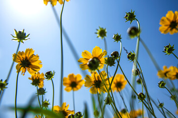 Beautiful yellow Golden wave flower,Lance Coreosis background blue sky. 