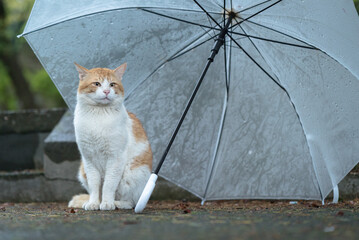 雨の日に
