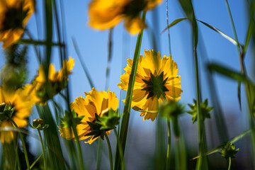 Obraz premium Beautiful yellow Golden wave flower,Lance Coreosis background blue sky. 