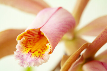 Orchidee (Cattleya forbesii) © Daniel