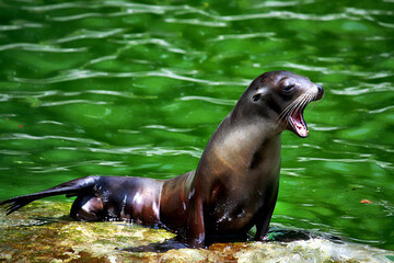 Seelöwe im Kölner Zoo in Deutschland