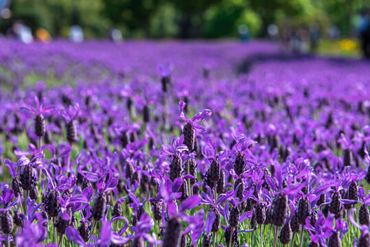 Beautiful violet Lavender field,purple Lavender flower. Bunch of scented flowers in the Lavender fiels.