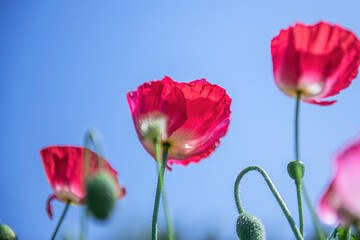 Beautiful floral red and violet Poppy field, Papaver Rhoeas flower in green field. 